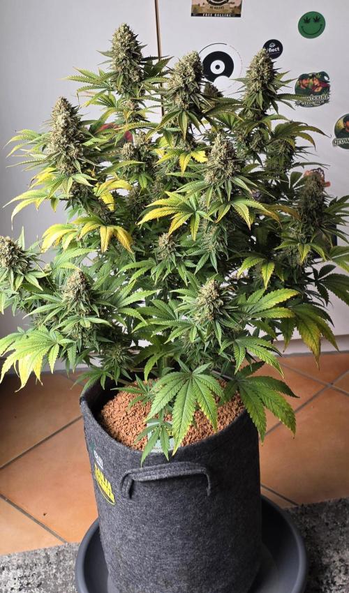Amnesia Haze (B) Ganja Farmer. Week 16