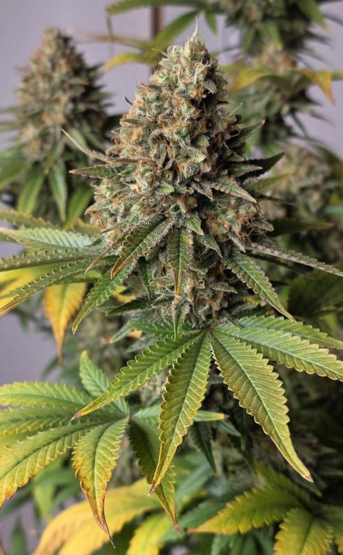 Amnesia Haze (B) Ganja Farmer. Week 16