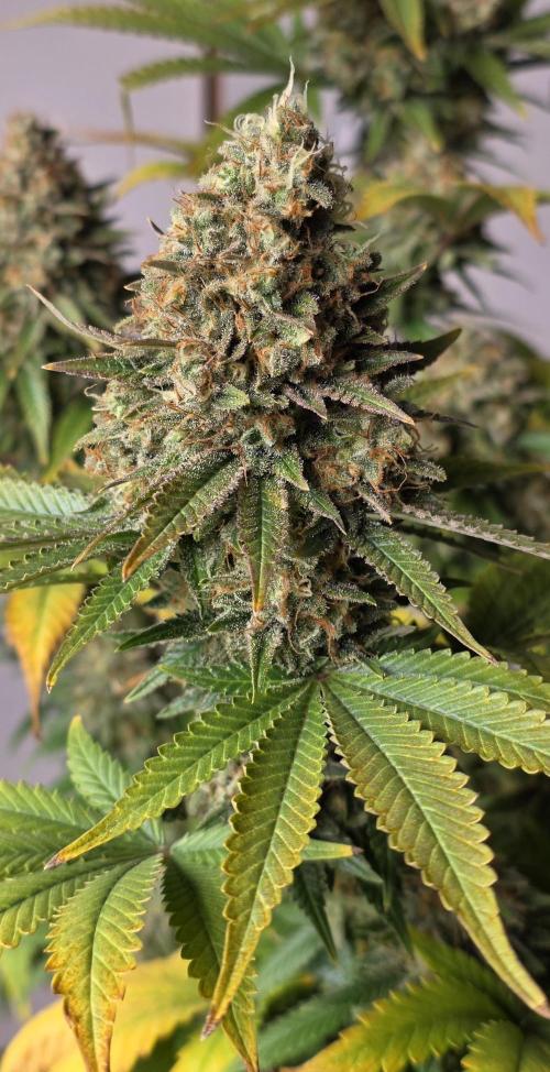 Amnesia Haze (B) Ganja Farmer. Week 16