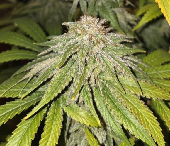 Amnesia Haze (B) Ganja Farmer. Week 17