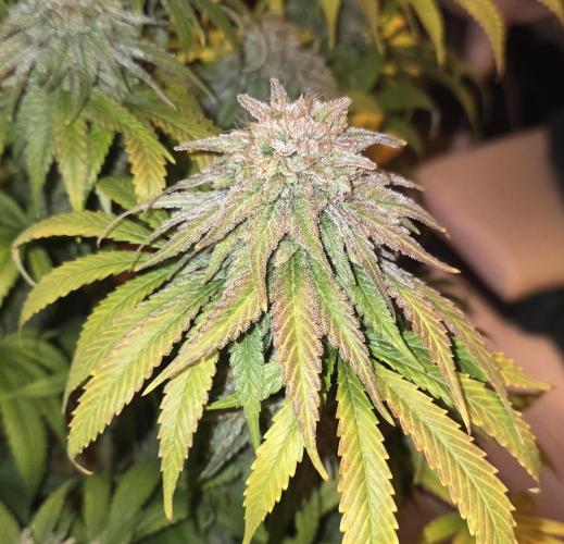 Amnesia Haze (B) Ganja Farmer. Week 17