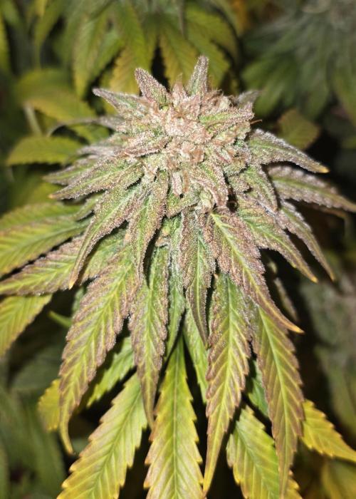 Amnesia Haze (B) Ganja Farmer. Week 17