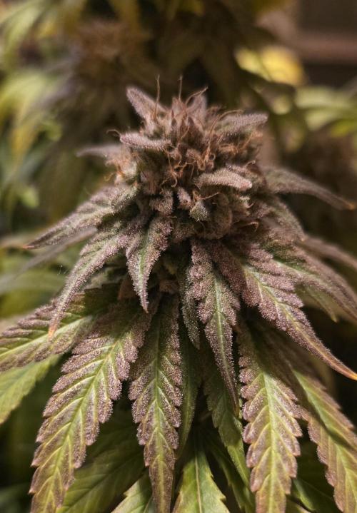 Amnesia Haze (B) Ganja Farmer. Week 17