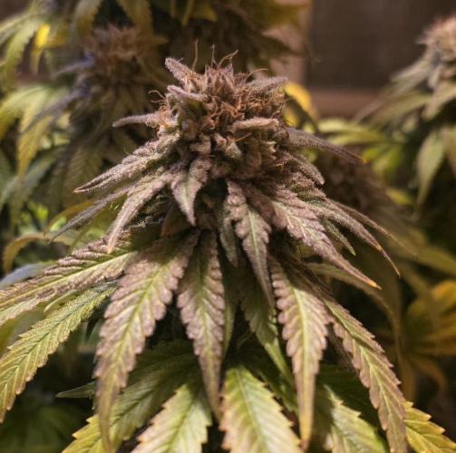 Amnesia Haze (B) Ganja Farmer. Week 17