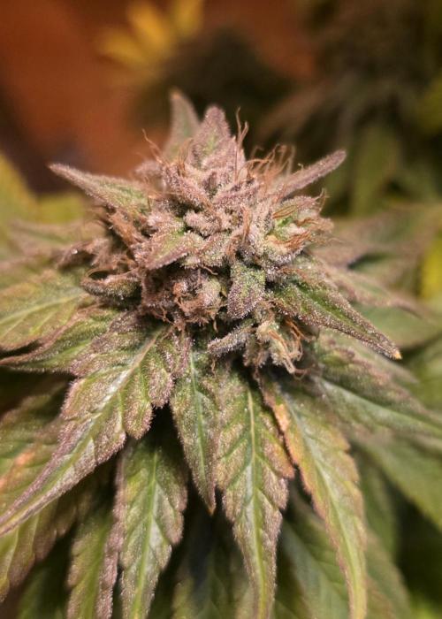 Amnesia Haze (B) Ganja Farmer. Week 17