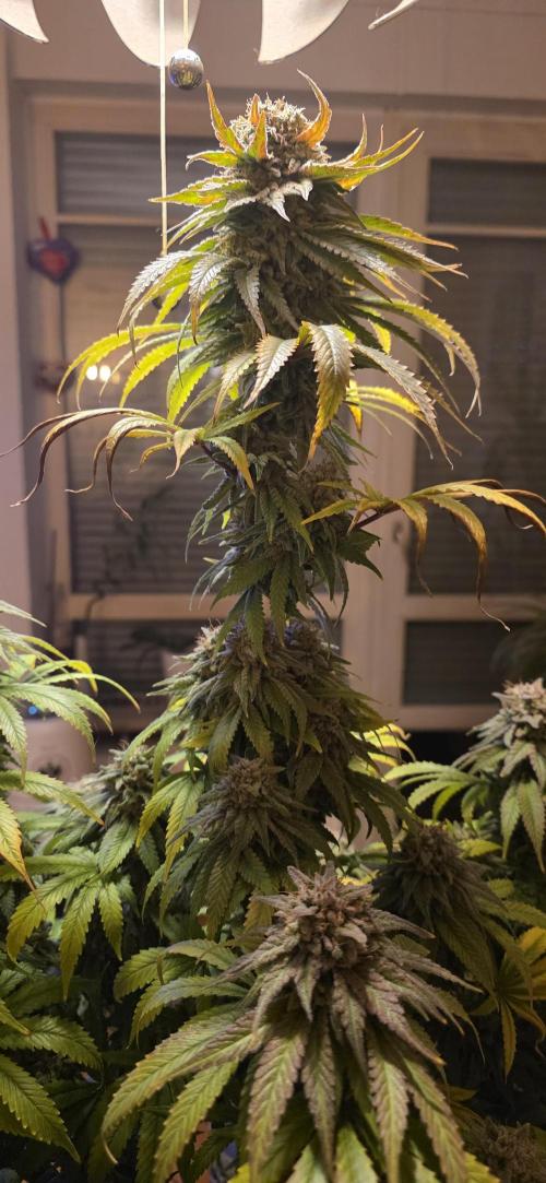 Amnesia Haze (B) Ganja Farmer. Week 17