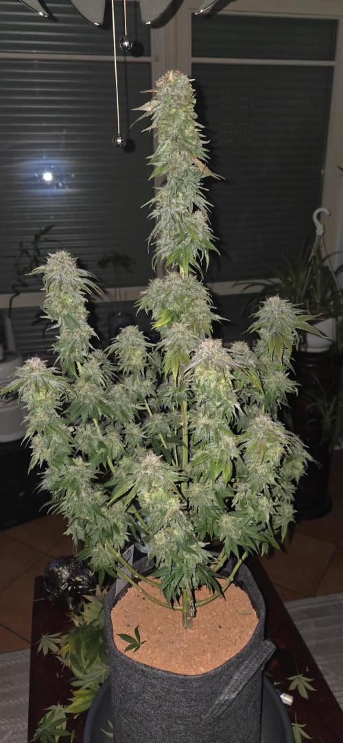 Amnesia Haze (B) Ganja Farmer. Week 17