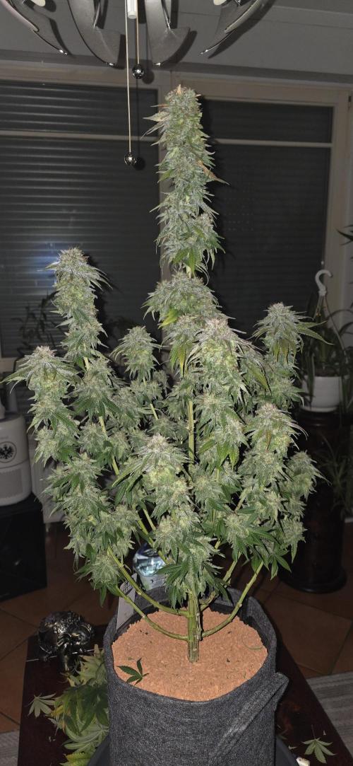 Amnesia Haze (B) Ganja Farmer. Week 17