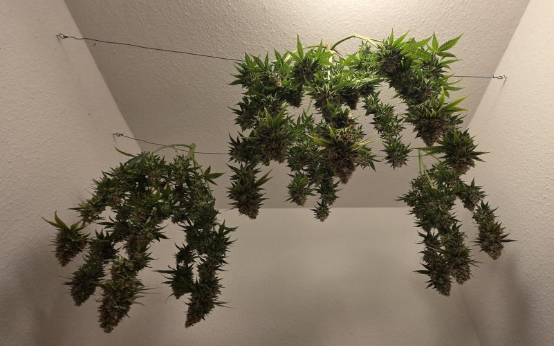 Amnesia Haze (B) Ganja Farmer. Week 17