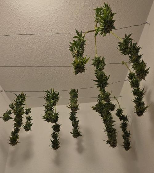 Amnesia Haze (B) Ganja Farmer. Week 17