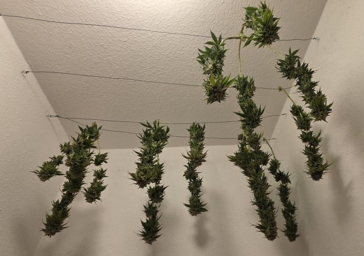 Amnesia Haze (B) Ganja Farmer. Week 17