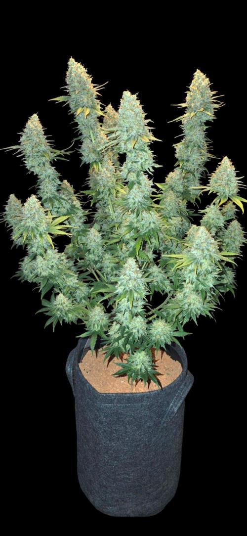 Amnesia Haze (B) Ganja Farmer. Week 17