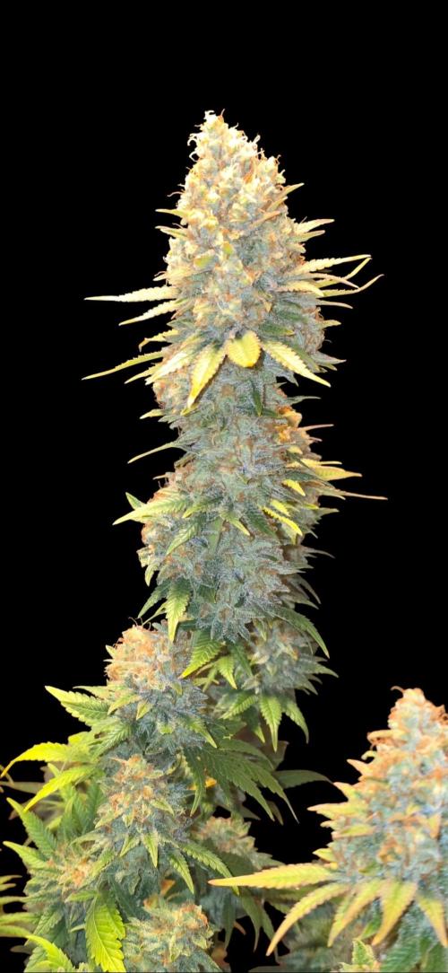 Amnesia Haze (B) Ganja Farmer. Week 17