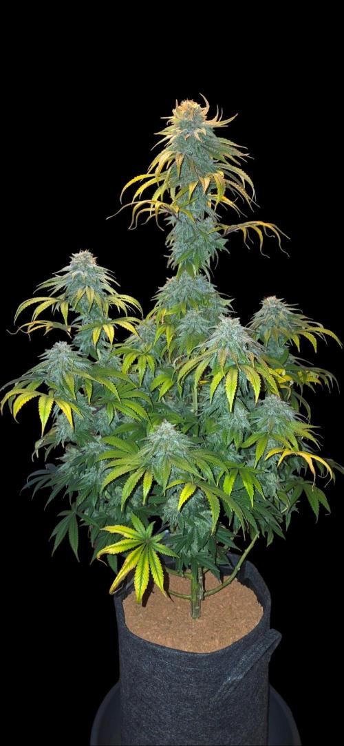 Amnesia Haze (B) Ganja Farmer. Week 17