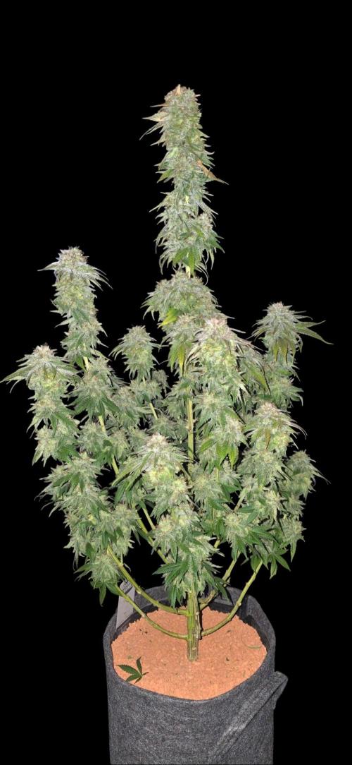 Amnesia Haze (B) Ganja Farmer. Week 17