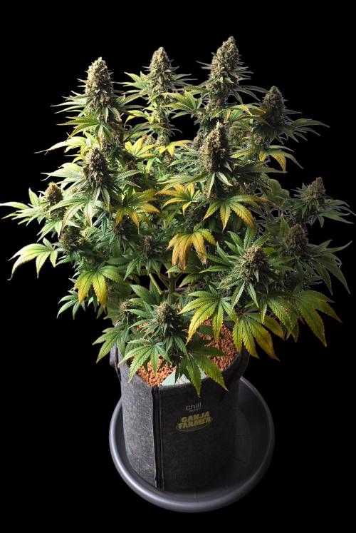 Amnesia Haze (B) Ganja Farmer. Week 17