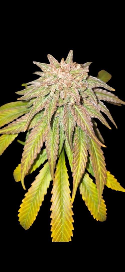 Amnesia Haze (B) Ganja Farmer. Week 17
