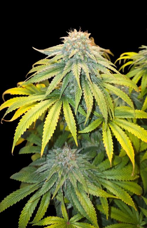 Amnesia Haze (B) Ganja Farmer. Week 17
