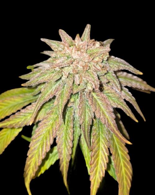 Amnesia Haze (B) Ganja Farmer. Week 17