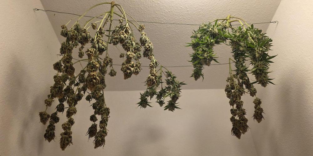 Amnesia Haze (B) Ganja Farmer. Week 17