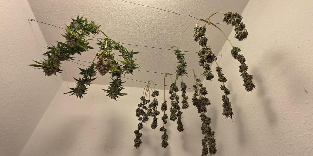 Amnesia Haze (B) Ganja Farmer. Week 17