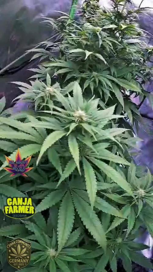 Amnesia Haze (B) Ganja Farmer