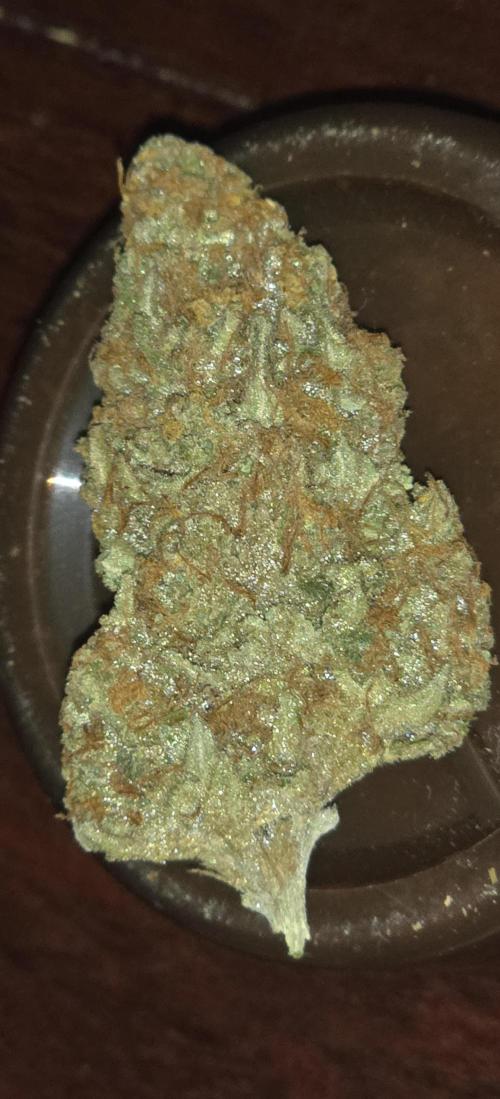 Amnesia Haze (B) Ganja Farmer. Week 17