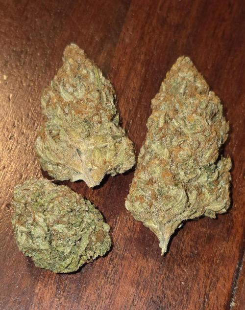 Amnesia Haze (B) Ganja Farmer. Week 17