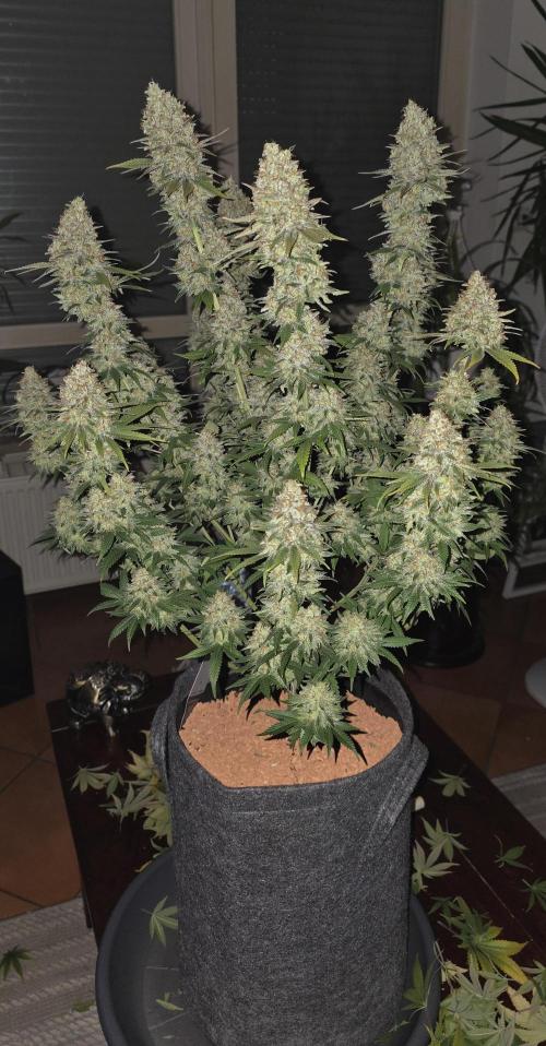Amnesia Haze (B) Ganja Farmer. Week 17