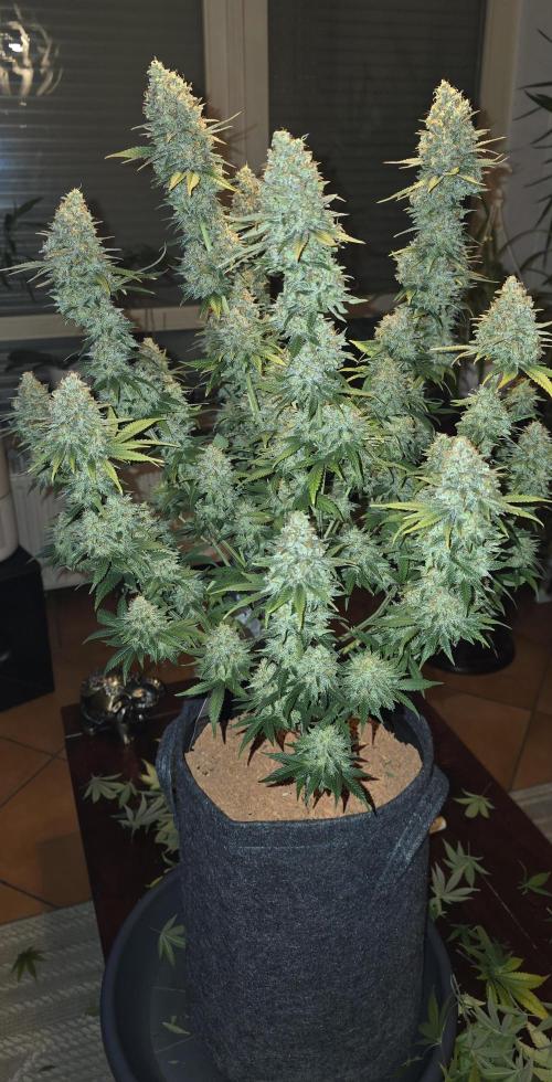Amnesia Haze (B) Ganja Farmer. Week 17