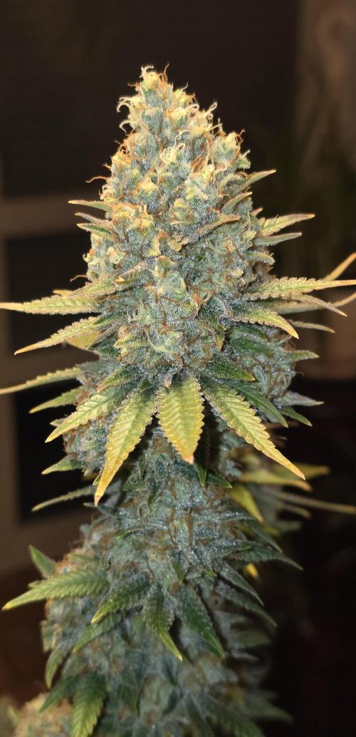 Amnesia Haze (B) Ganja Farmer. Week 17