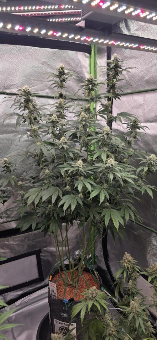 Naughty Dawg-Wunderbohnen-SeedsOfAnarchy. Week 14