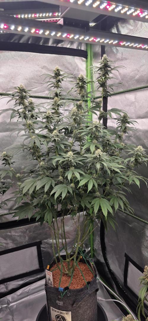 Naughty Dawg-Wunderbohnen-SeedsOfAnarchy. Week 14