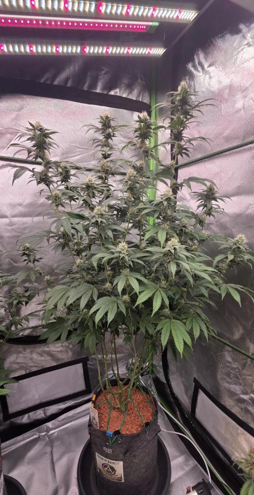 Naughty Dawg-Wunderbohnen-SeedsOfAnarchy. Week 14