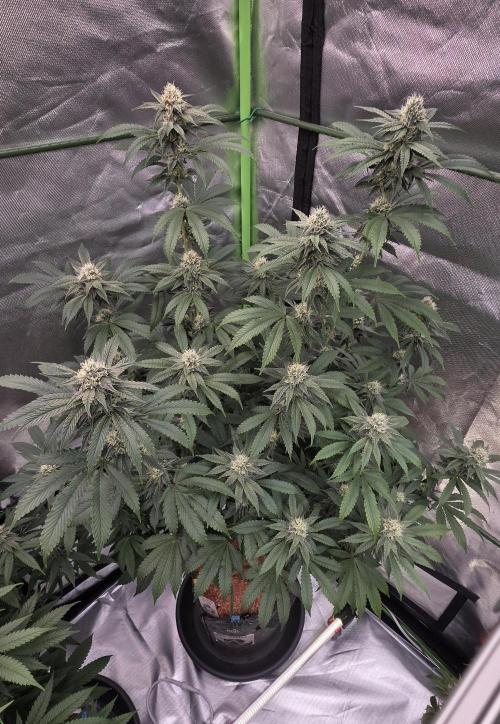 Naughty Dawg-Wunderbohnen-SeedsOfAnarchy. Week 14