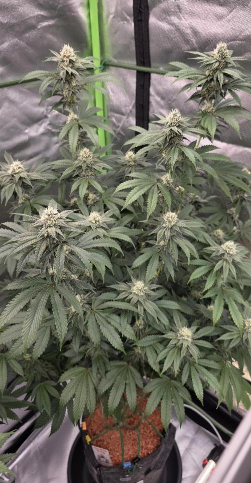 Naughty Dawg-Wunderbohnen-SeedsOfAnarchy. Week 14
