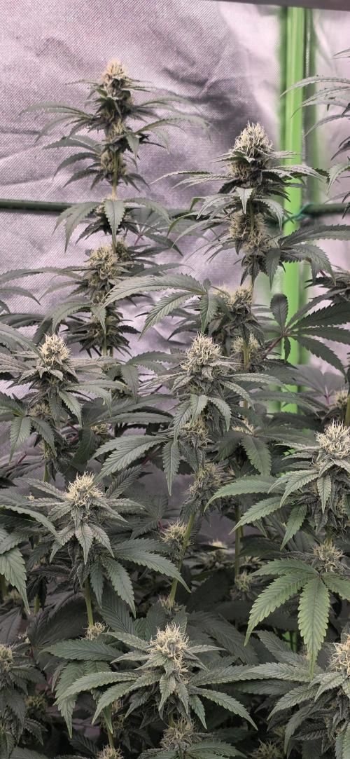 Naughty Dawg-Wunderbohnen-SeedsOfAnarchy. Week 14