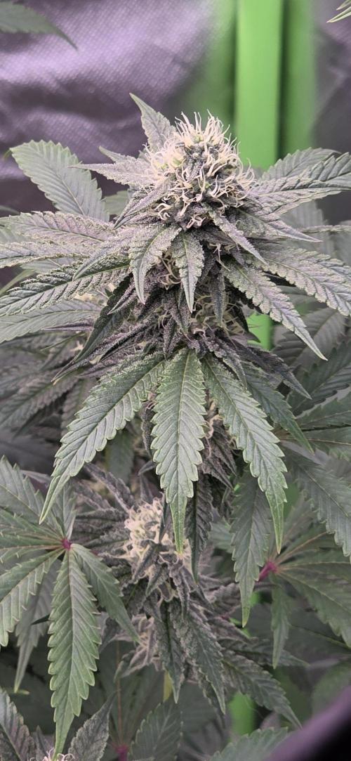 Naughty Dawg-Wunderbohnen-SeedsOfAnarchy. Week 14