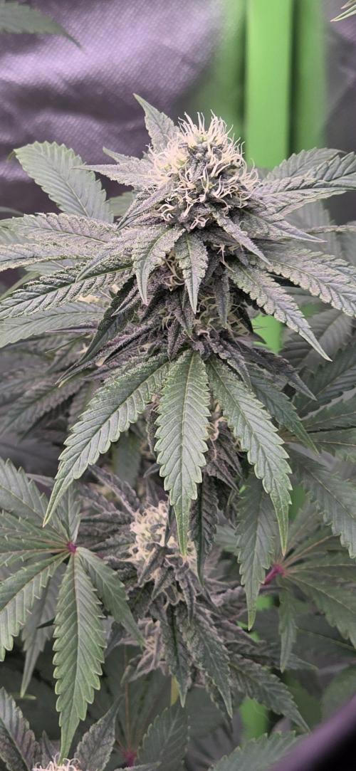 Naughty Dawg-Wunderbohnen-SeedsOfAnarchy. Week 14