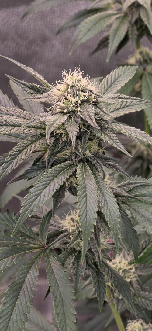 Naughty Dawg-Wunderbohnen-SeedsOfAnarchy. Week 14