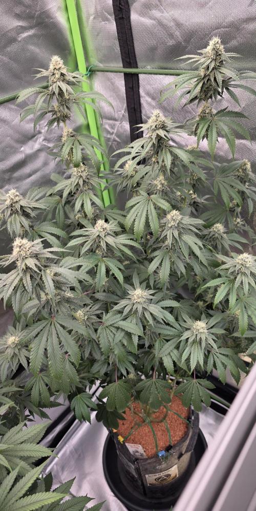 Naughty Dawg-Wunderbohnen-SeedsOfAnarchy. Week 14