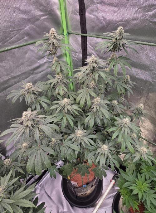 Naughty Dawg-Wunderbohnen-SeedsOfAnarchy. Week 14