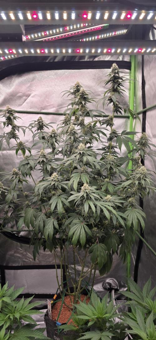 Naughty Dawg-Wunderbohnen-SeedsOfAnarchy. Week 14
