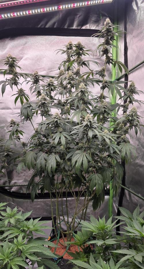 Naughty Dawg-Wunderbohnen-SeedsOfAnarchy. Week 14