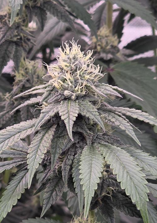 Naughty Dawg-Wunderbohnen-SeedsOfAnarchy. Week 14