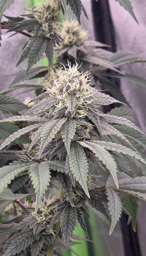 Naughty Dawg-Wunderbohnen-SeedsOfAnarchy. Week 14