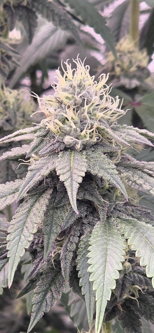 Naughty Dawg-Wunderbohnen-SeedsOfAnarchy. Week 14