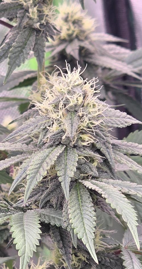 Naughty Dawg-Wunderbohnen-SeedsOfAnarchy. Week 14