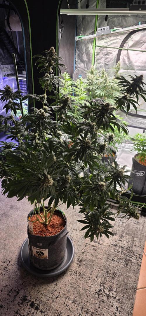 Naughty Dawg-Wunderbohnen-SeedsOfAnarchy. Week 14