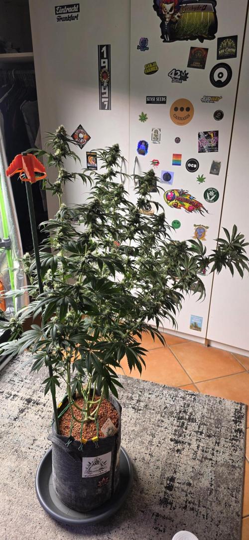 Naughty Dawg-Wunderbohnen-SeedsOfAnarchy. Week 14